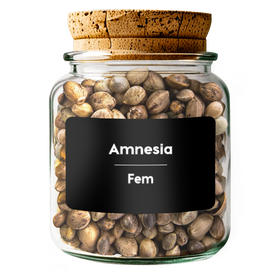 AMNESIA Fem
