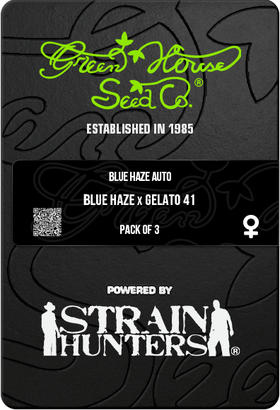 Blue Haze x Gelato 41 AutoFem