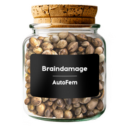 Braindamage AutoFem