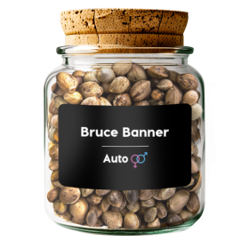 Bruce Banner Auto