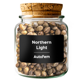 Northern Light  AutoFem