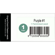 Purple #1 Fem