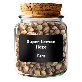 SUPER LEMON HAZE Fem