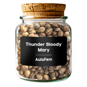 Thunder Bloody Mary AutoFem