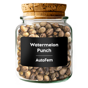 Watermelon Punch AutoFem