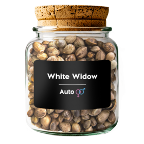 White Widow Auto